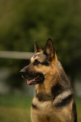 Dog portrait east european shepherd german shepherd summer close-up