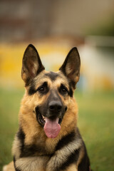 Dog portrait east european shepherd german shepherd summer close-up