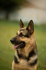 Dog portrait east european shepherd german shepherd summer close-up