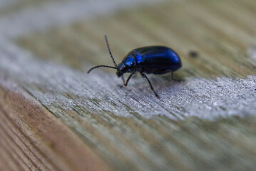 bug on a bridge