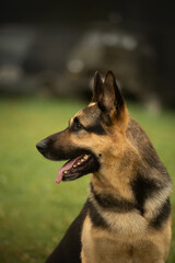 Dog portrait east european shepherd german shepherd summer close-up