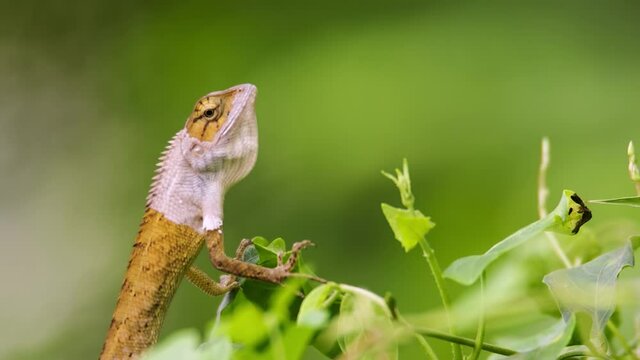closeup clip of a oriental garden lizard in nature