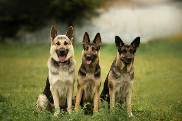 dog portrait summer three german shepherds sitting east european shepherds kennel