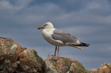 seagull on the rocks