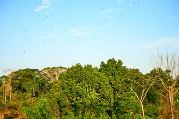 Birds over the African tropical rain forest 