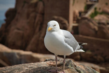 seagull on the rocks