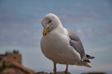 Fototapeta premium seagull on the rocks