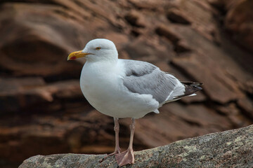 seagull on the rocks