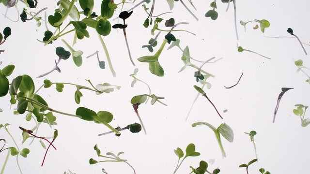 Creative microgreens Germination Tree plant sprouts in rotating in water