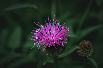 A thistle blooming along the shores of Derwentwater in the Lake District.