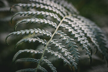 Fern leaves found along the shores of Derwentwater in the Lake District.