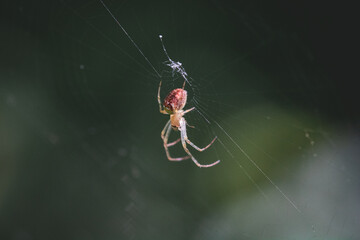 A small pale brown spider sat atop its web along the shoreline of Derwentwater in the Lake District.