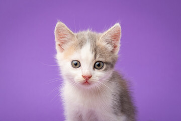 Portrait of little white kitten against violet background. Cute little kitten