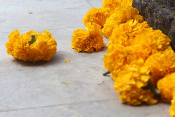 yellow balinese marigold flowers on the ground