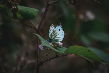 A pale blue butterfly sat atop a leaf around Derwentwater in the Lake District.