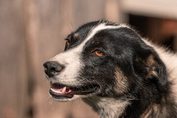 portrait of a dog