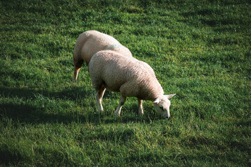 A pair of sheep grazing in a field on the outskirts of Keswick in the Lake District.