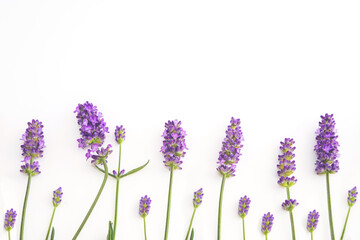 Top view, flat lay lavender  flowers isolated on white background. 
