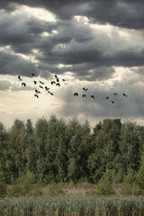 A flock of flying peewits, or northern lapwings, above treetops. Form a curved line against the rainy dramatic sky with clouds. Wildlife, birds in nature, outdoors, travel, migratory birds, travel.