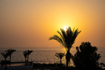 Sunrise on the sea coast through palm leaves golden hour