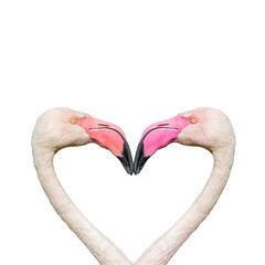 Two rosy flamingos forming a heart shape with their heads and necks isolated at white background. Concept of love, glamour and dating.