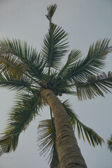 Fototapeta na wymiar Coconut palm tree against blue sky and sunlight in summer 