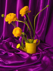 Bouquet of yellow ranunculus flowers in yellow watering can on purple drapery silk background....