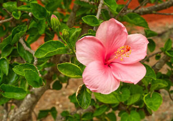 Pink hibiscus flower growing in the garden on red wall background. Blooming hibiscus shrub. Home gardening in Majorca, Spain. Rose flower for medicine, tea or Ayurveda. 