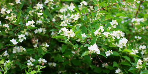 White flowers on green background.  Nice background with flowers and empty space for text.