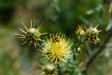 Honey bee collecting nectar from flower of the thistle plant