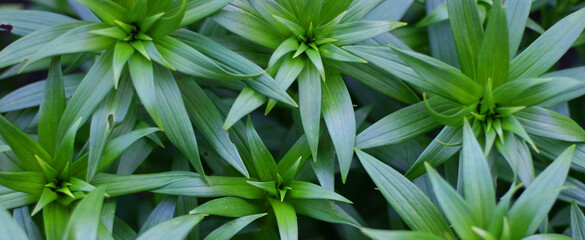 green grass background