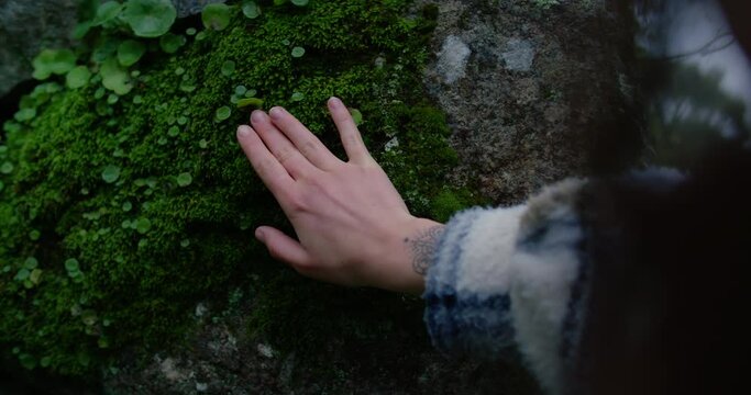 Female hand gently touches fresh spring green moss growing on old tree bark in rain forest. Young person explore nature, connect with forest, leave no trace existence 