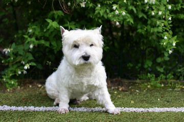West Highland White Terrier Dog sitting on the grass