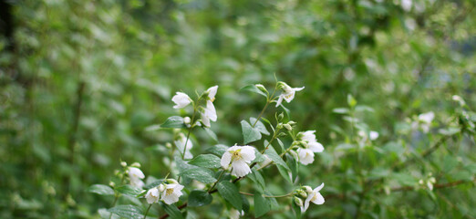 White flowers on green background.  Nice background with flowers and empty space for text.