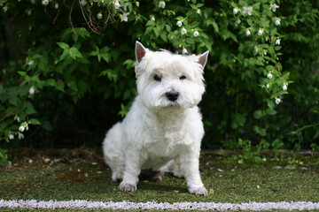 West Highland White Terrier Dog sitting on the grass
