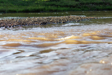 selective focus rocks river bank water level is rising The view background image from the water has...