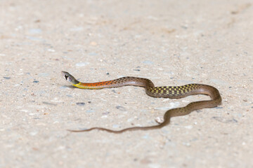 Red-necked Keelback on a rural concrete road. nonvenomous snake People who do not know this kind of snake will be afraid. Poor snakes are killed or hit by cars, with space to for text.