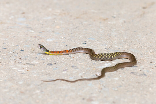 Red-Necked Keelback" 19 Stock Photos, Vectors, and Video | Adobe Stock