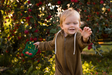 Happy child (boy or girl) picking ripe early red apples in a toy basket in the garden at summer