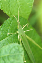 黒豆畑のショウリョウバッタ　夏