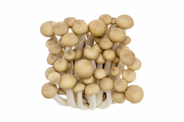 Fototapeta na wymiar Fresh brown shimeji mushrooms with isolated on white background