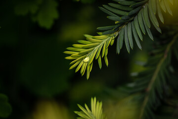 Green spruce branch with needles and water droplets on them in daylight with free space for text
