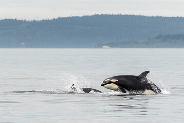 Jumping Transient Orca, hunting porpoises, Johnstone Strait, North Vancouver Island, Canada	