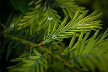 Green spruce branch with needles and water droplets on them in daylight with free space for text