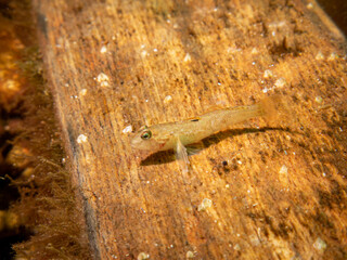 Crystallogobius linearis, the crystal goby. Picture from The Sound, Malmo Sweden