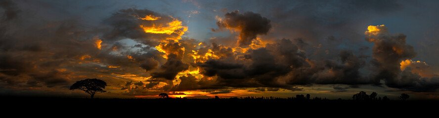 Fototapeta premium Panorama abstract dark clouds sunset in africa.Tree silhouetted against a setting sun.Dark tree on open field dramatic sunrise and blue sky.
