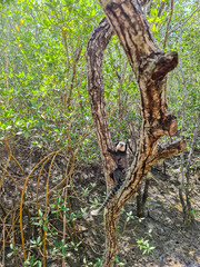 Passarela Ecológica do Gigica sobre o manguezal e ao final praia fluvial e de mar aberto. Cidade de Mucuri, no sul da Bahia na região nordeste do Brasil.