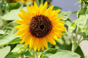 Obraz premium Sunflower blooming. Close-up of sunflower. - Image
