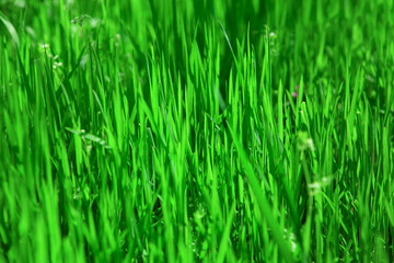 Fototapeta na wymiar Nature green grass background . Natural springtime color 