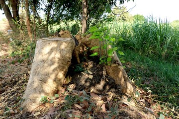 Obraz premium Small new twigs of tree born after cutting the stem.Sprouting from the branches,Cut branches for new branches.